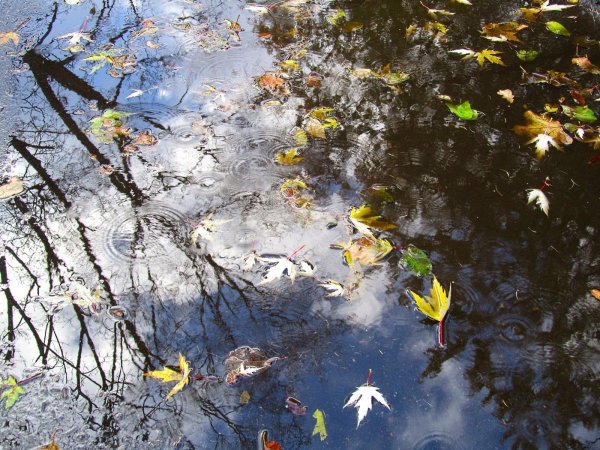 Осень дождь