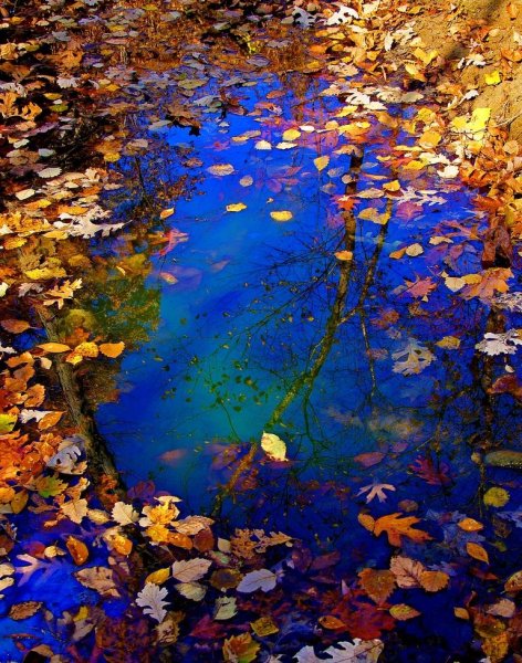 Отражение в луже осень