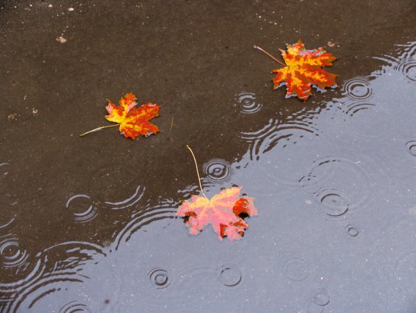 Осенние листья на асфальте