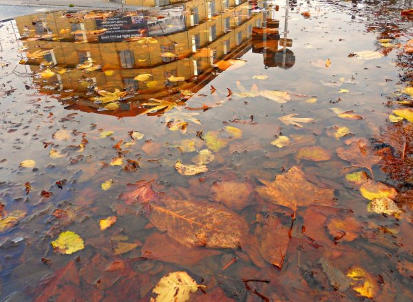 Отражение в луже осень