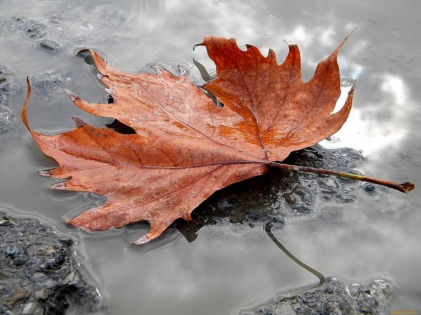 Осенний листок в луже