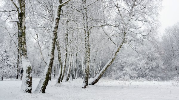 Снег фото