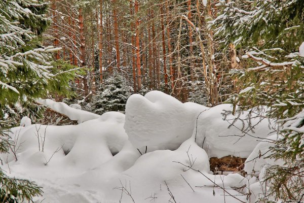 Снежные сугробы в лесу