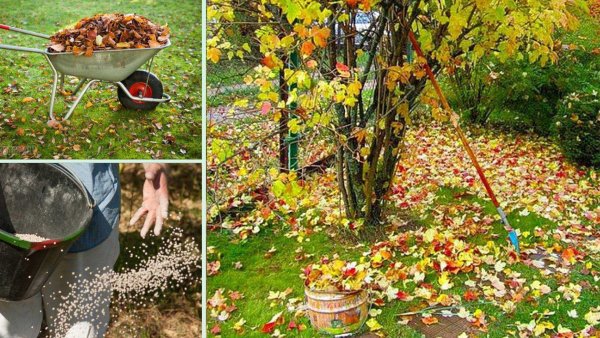 Осень сад огород