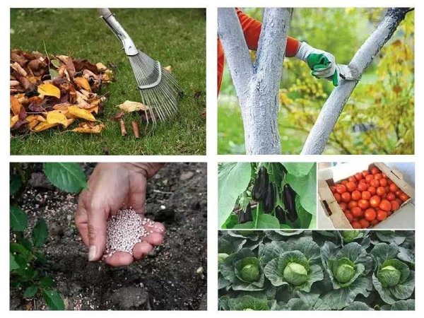 Подготовка сада и огорода к зиме