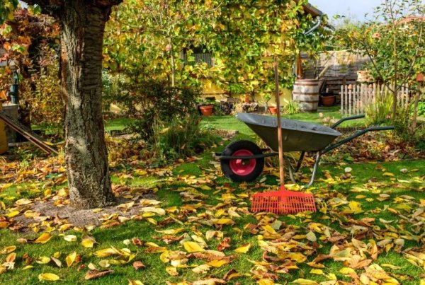 Осень в саду на даче