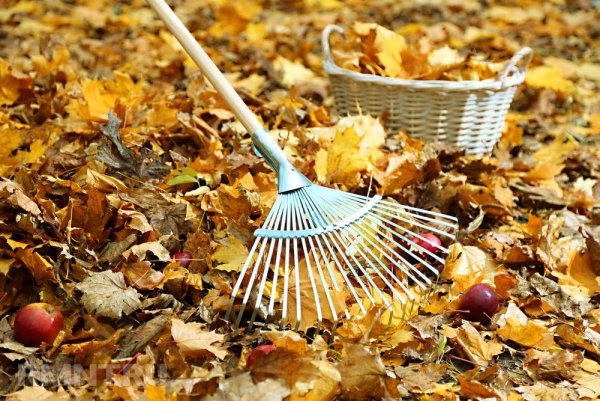 Уборка листьев