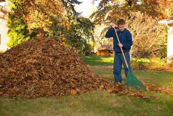 Уборка листьев осенью