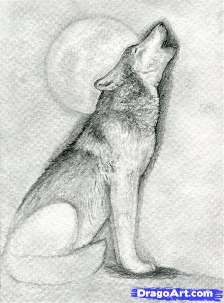 Волк воет на луну карандашом