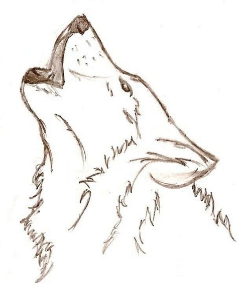 Легкий набросок волка