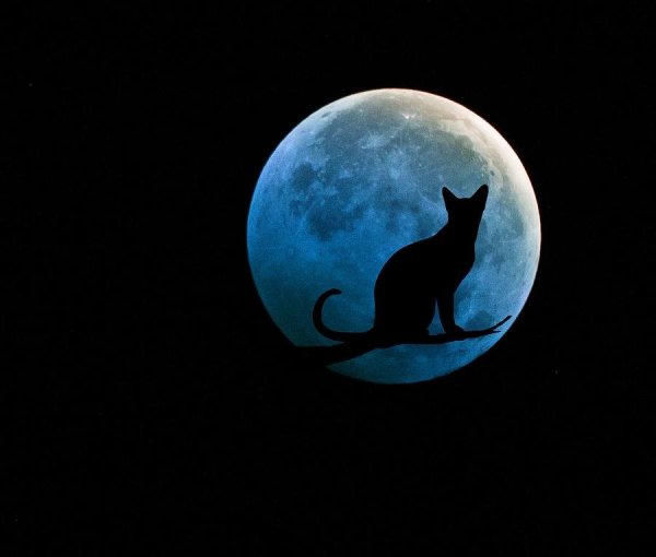 Кот на Луне силуэт