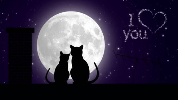Два кота и Луна