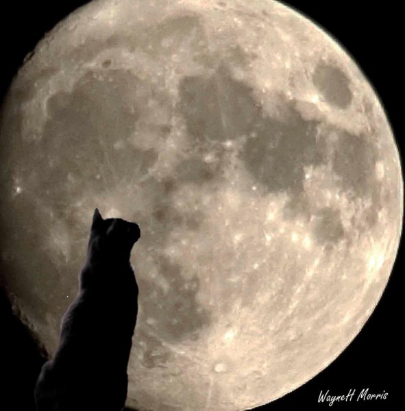 Коты на фоне Луны