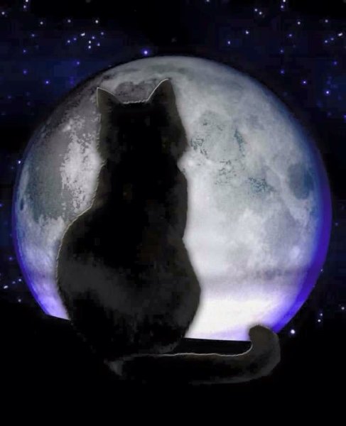 Черная кошка ночью