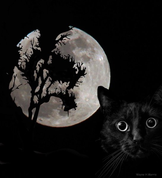 Черная кошка и Луна