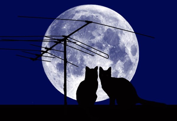 Коты на крыше под луной