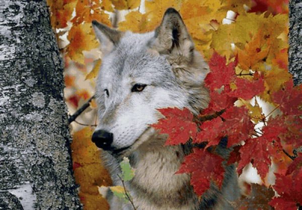 Wolf autumn осень