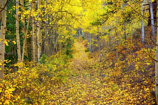 Осенний лес