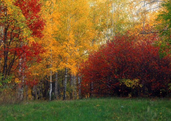 Лес лиловый золотой багряный