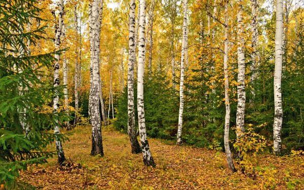 Смешанный лес ель береза