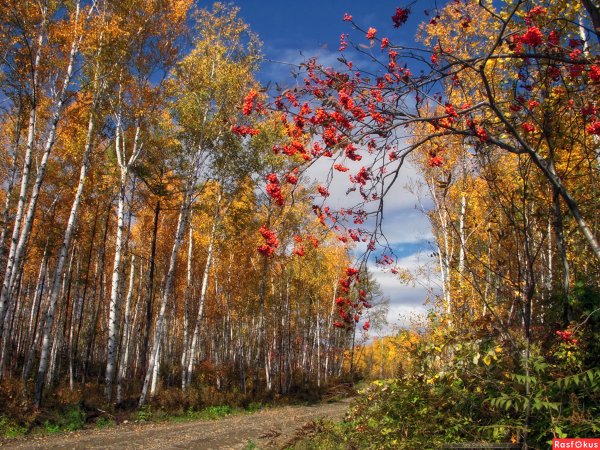 Осень поселок Осиновая роща