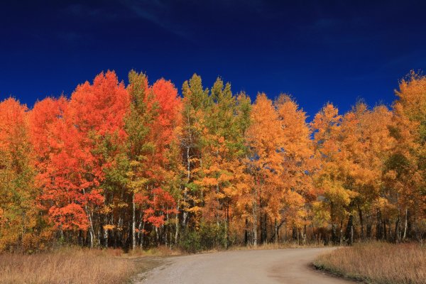 Осенний кленовый лес Вайоминг