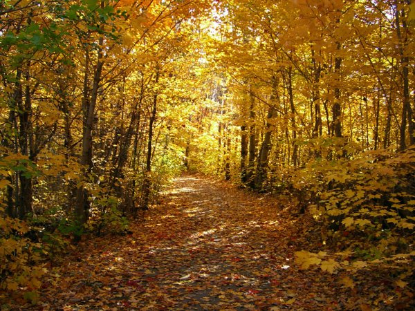 Осенняя Полянка