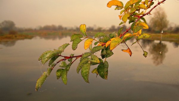 Ветви над водой