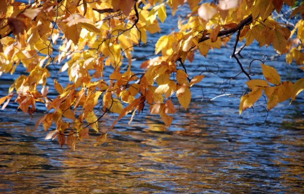Листья в воде осень