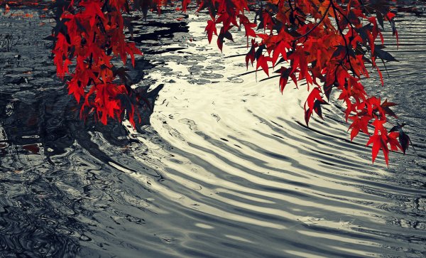 Красные листья на воде