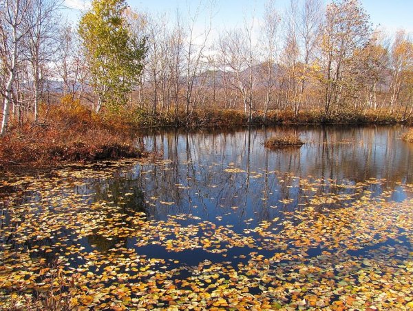 Осень пруд листья