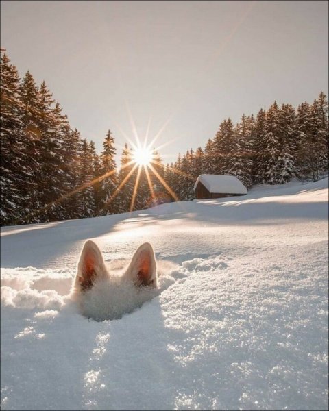 Утро снег
