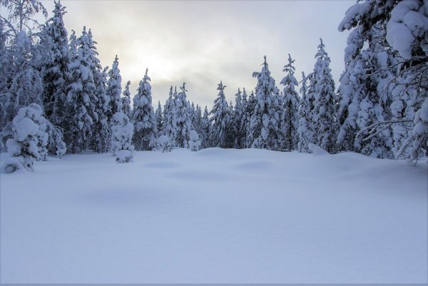 Панорама зима лес