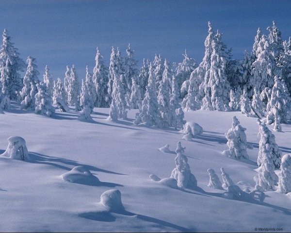 Зимний лес под снежным покрывалом