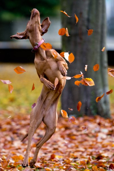 Осень смешно