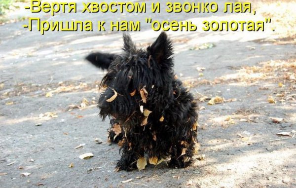 Прикольные осенние картинки с надписями