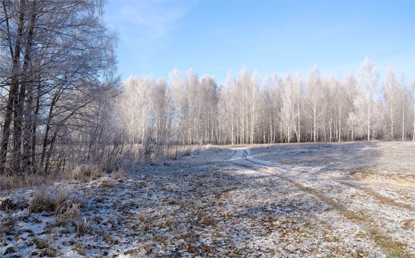 Зимний лес без снега
