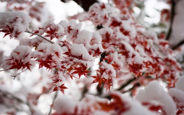 Зима первый снег