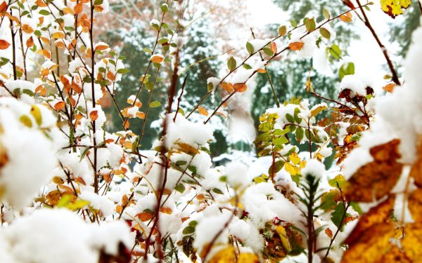 Ноябрь снег солнце