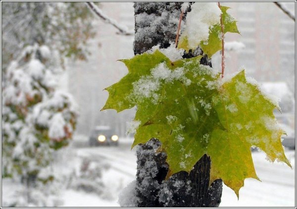 Опадет листва и выпадет снег