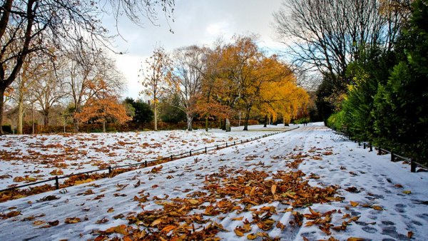 Седьмая фаза ‒ поздняя осень (ноябрь - декабрь).