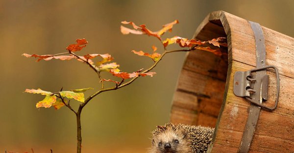 Осенние обои на рабочий стол