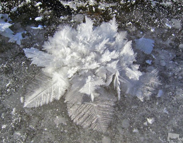 Ледяные цветы Арктики
