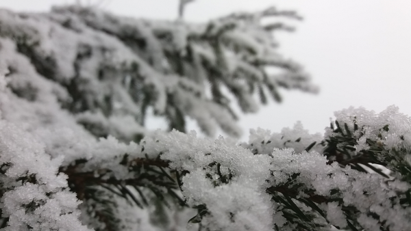 Зимняя елка