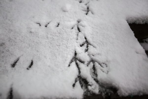 Маленький снегопад