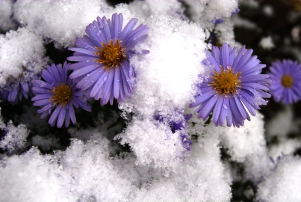 Цветы в снегу