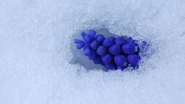 Голубые цветы в снегу