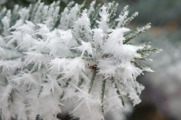 Снежные цветы