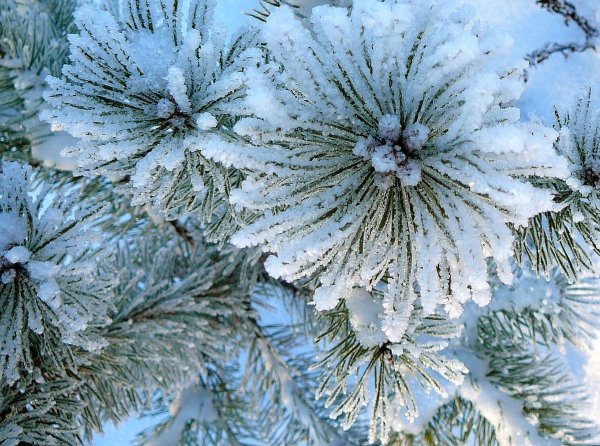 Ель Кружевница