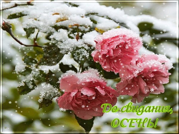 Прекрасного зимнего дня цветы